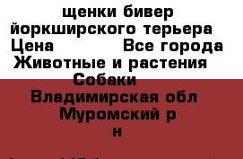 щенки бивер йоркширского терьера › Цена ­ 8 000 - Все города Животные и растения » Собаки   . Владимирская обл.,Муромский р-н